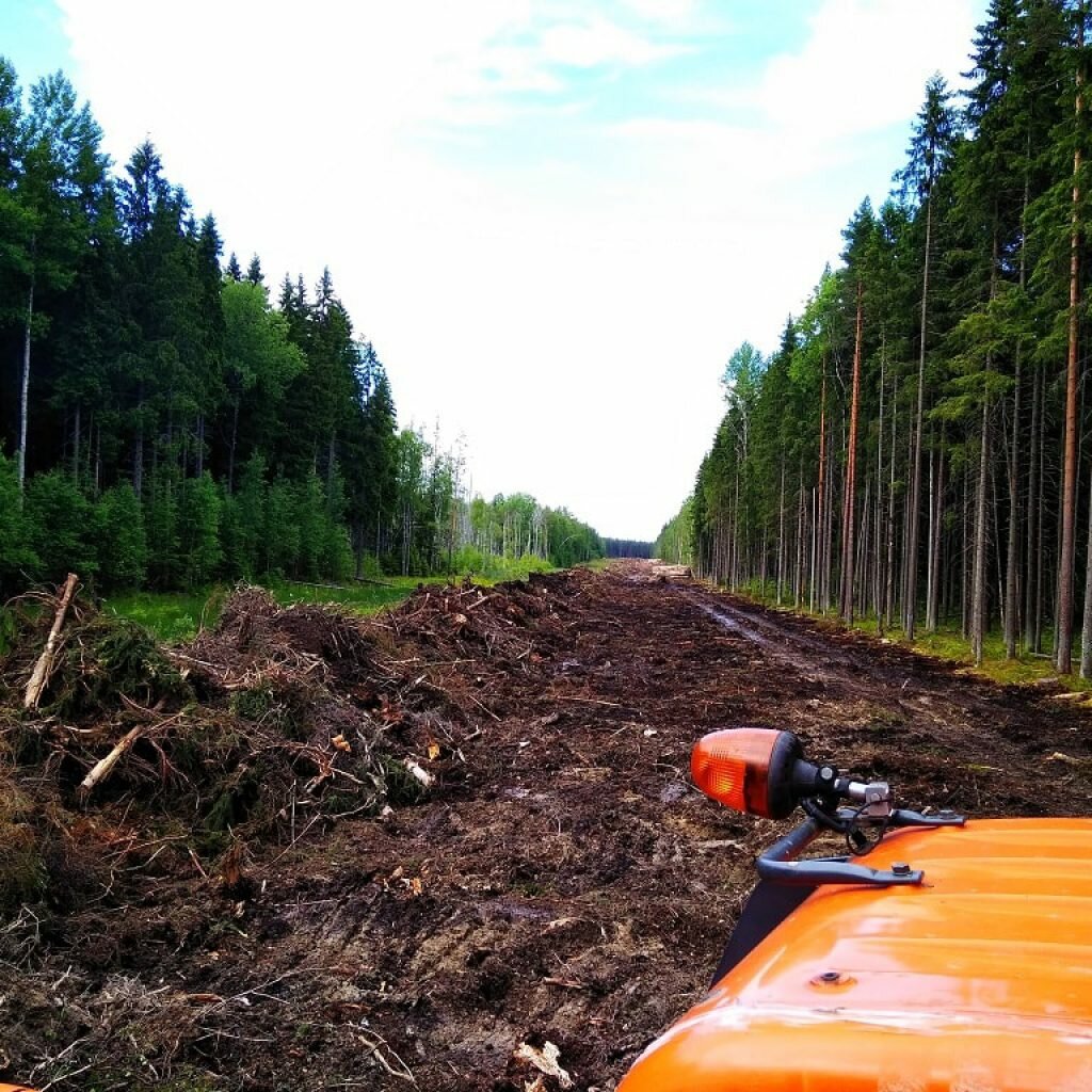 Расчистка участка от кустарника