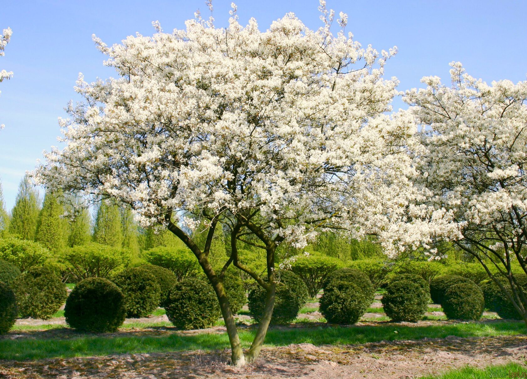 Садовые деревья. Ирга Ламарка (Amelanchier lamarckii). Ирга канадская (Amelanchier canadensis). Ирга канадская 