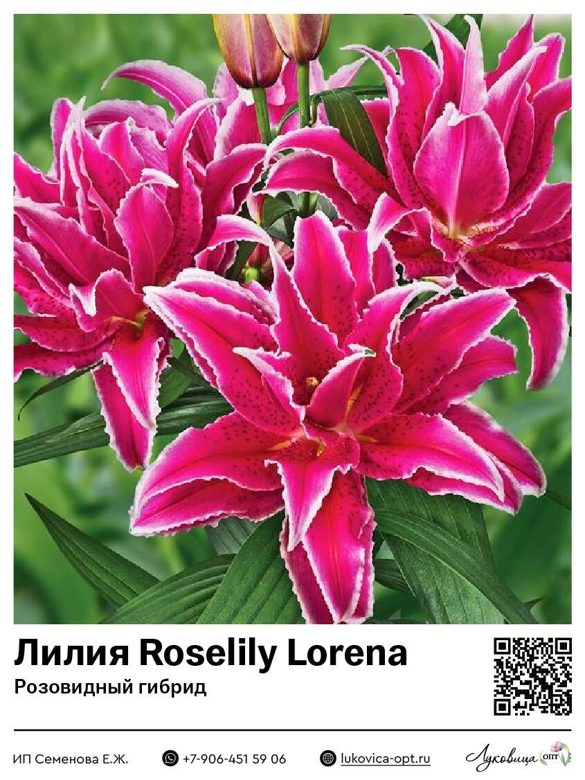 Лилия Roselily Lorena (Розовидный гибрид)
