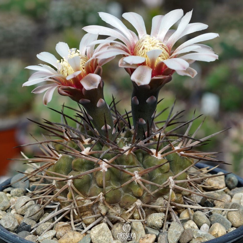 Seeds of Cactus Gymnocalycium piltziorum P 38 (Gymnocalycium piltziorum P 38) — 10 pcs