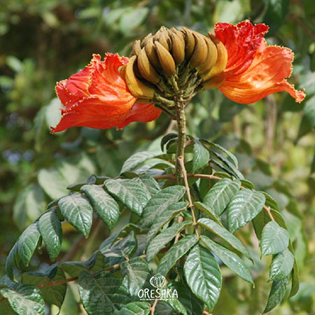 Spathodea campanulata scarlet orange tulip flowers cluster tropical tree