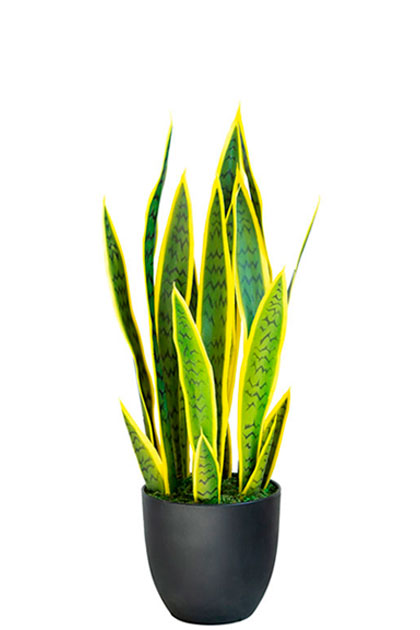 сансевиерия искусственная