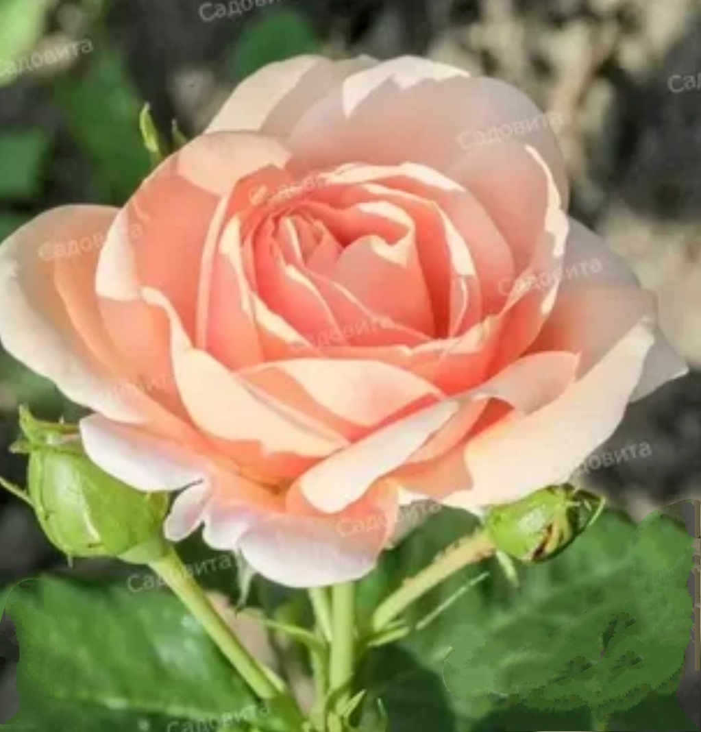 Роза литтл будда фото и описание
