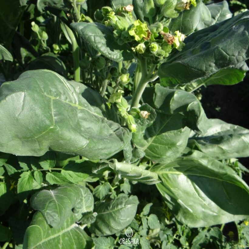 Seeds of shag Bakun black (Nicotiana tabacum) — 300 pcs