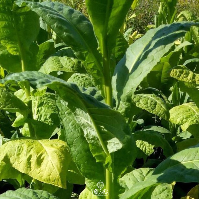 Seeds of Tobacco connecticut 49 (Nicotiana tabacum) — 300 pcs