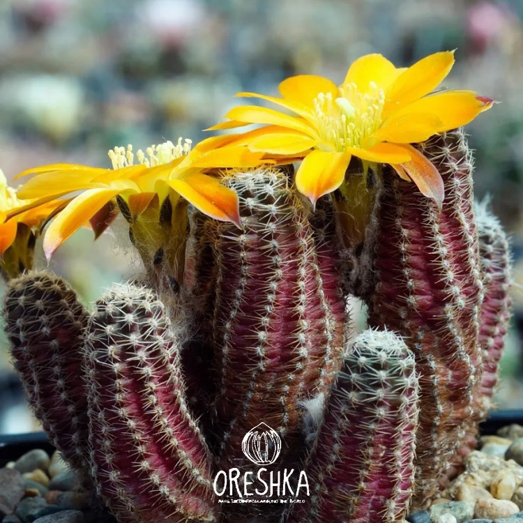 Seeds of Cactus Mediolobivia mix (Mediolobivia mix) — 10 pcs