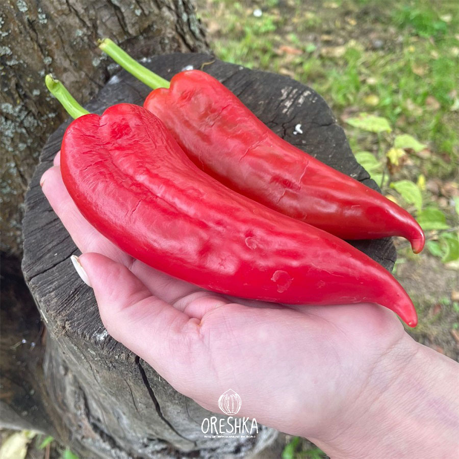 Seeds of Sweet pepper ⁠Capia giant (Capsicum) — 5 pcs