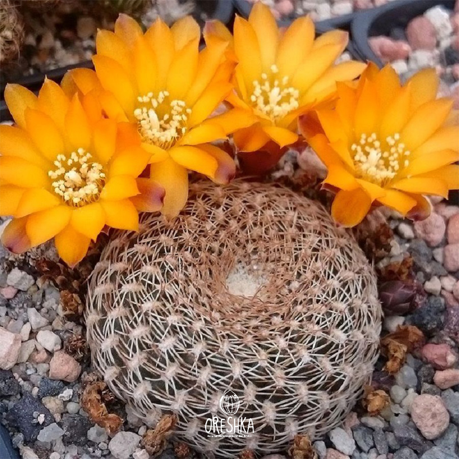 Seeds of Cactus Sulcorebutia mix (Sulcorebutia mix) — 10 pcs