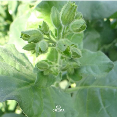 Seeds of Shag Indian (Nicotiana tabacum) — 300 pcs