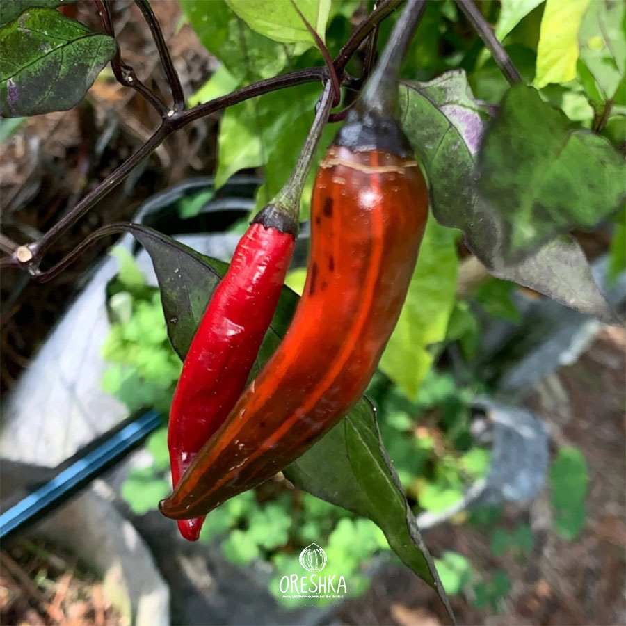 Seeds of Hot pepper Jalapeno Tiger (Capsicum) — 5 pcs