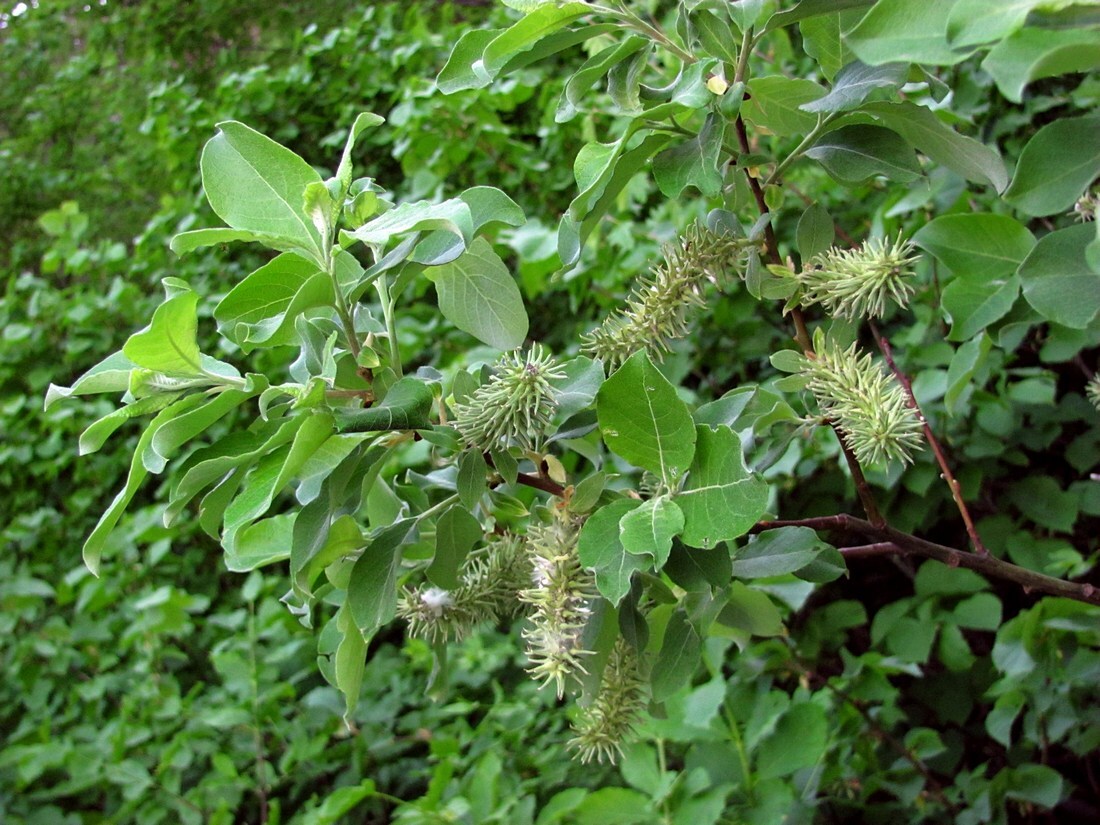 Ива козья фото и описание. Ива Козья Salix caprea. Ива бредина (Salix caprea). Ива Козья бредина. Ива Козья Плантариум.