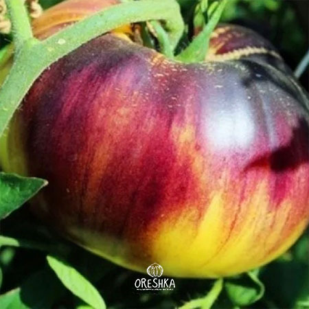 Seeds of Tomato Sart Roloise (solanum lycopersicum) — 10 pcs