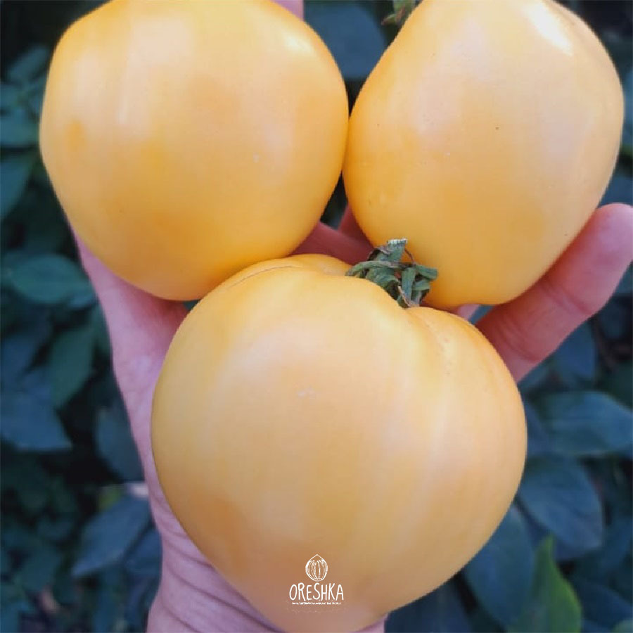 Tomato Japanese yellow fresh seeds | Oreshka seeds