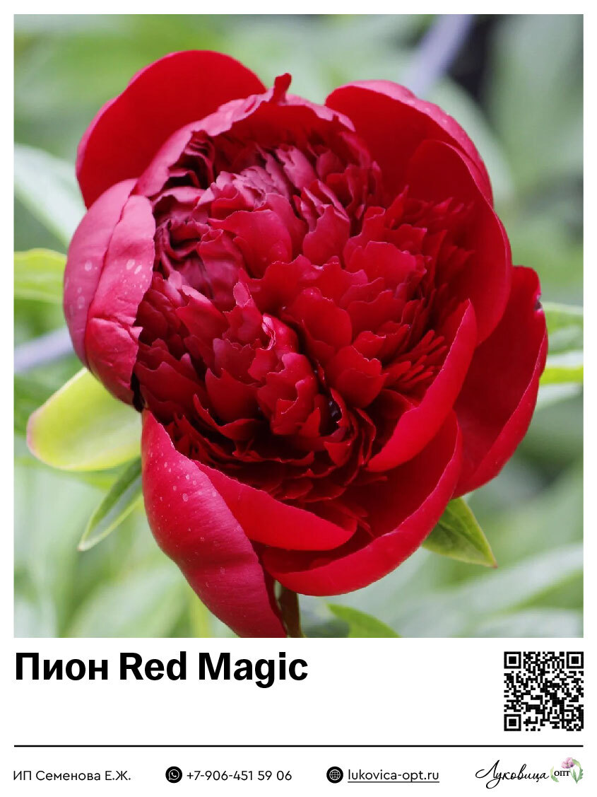 Пион Red Magic