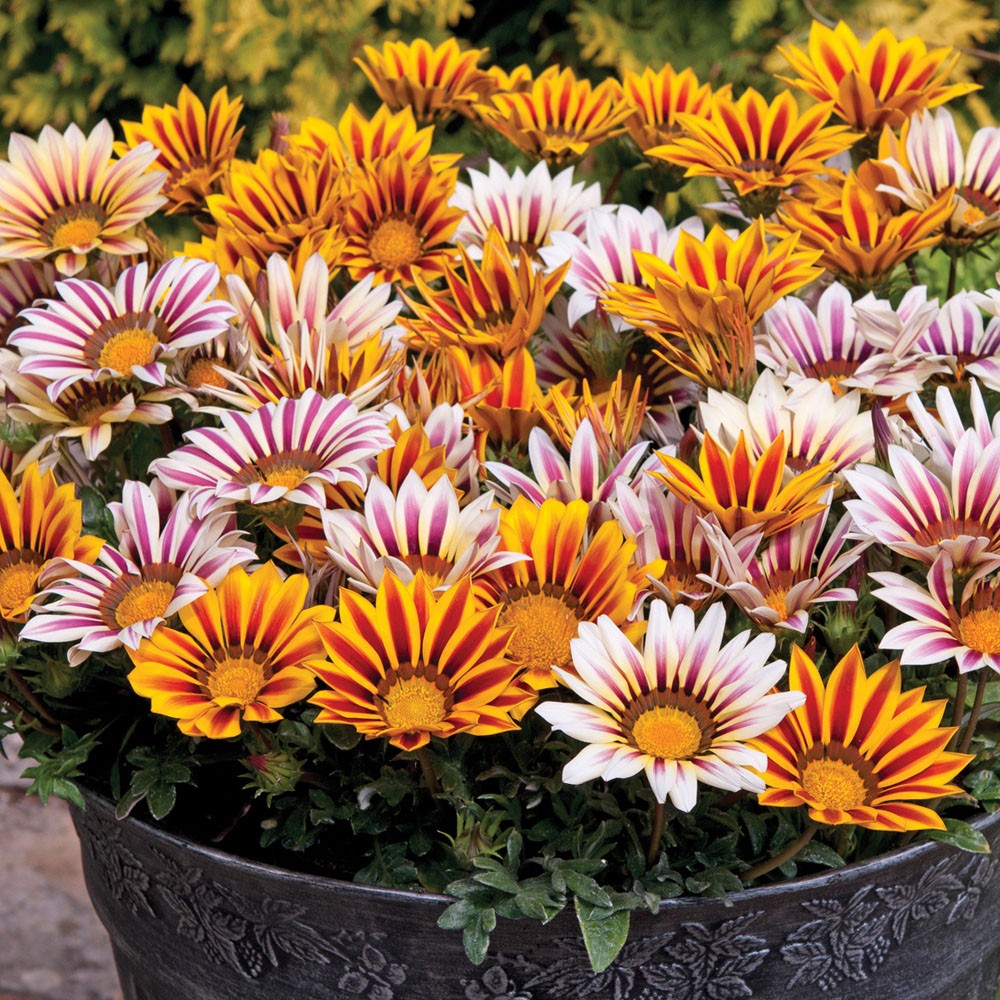PanAmerican Seeds panamerican-seeds