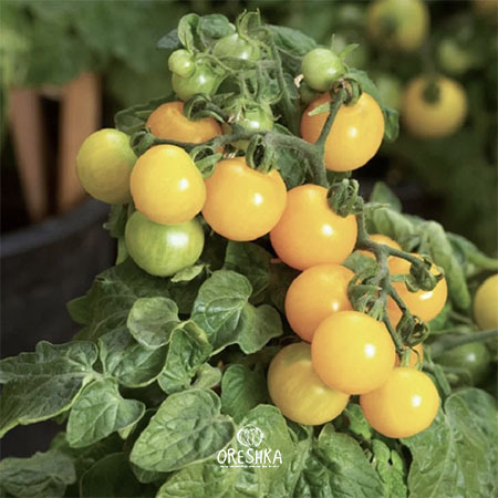 Seeds of Potted tomato Micro Gold (solanum lycopersicum) — 10 pcs
