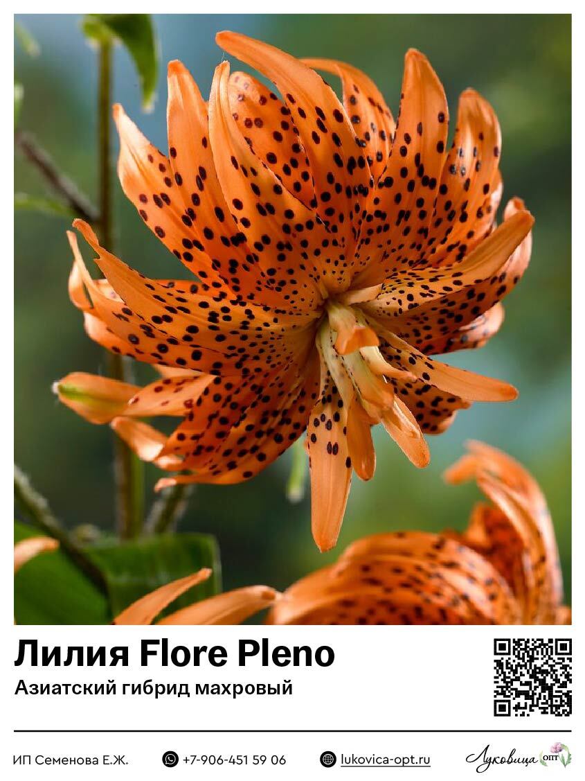Лилия Flore Pleno (Ланцетолистная [тигровая], махровая)