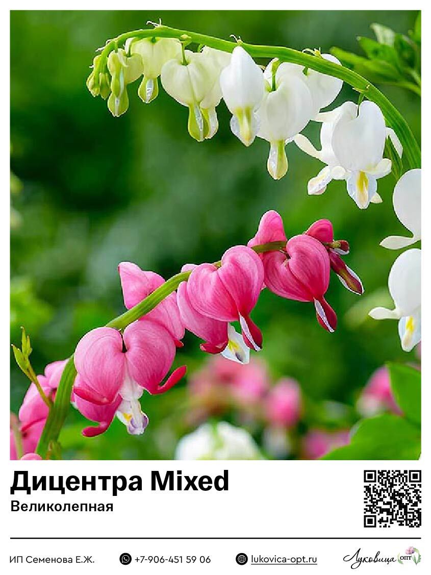 Дицентра Mixed (Великолепная)