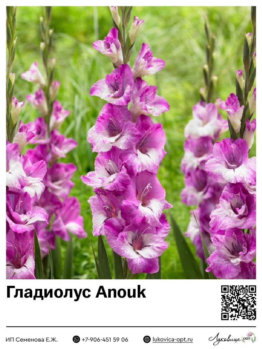 Гладиолус Anouk (Гофрированный) 5 шт