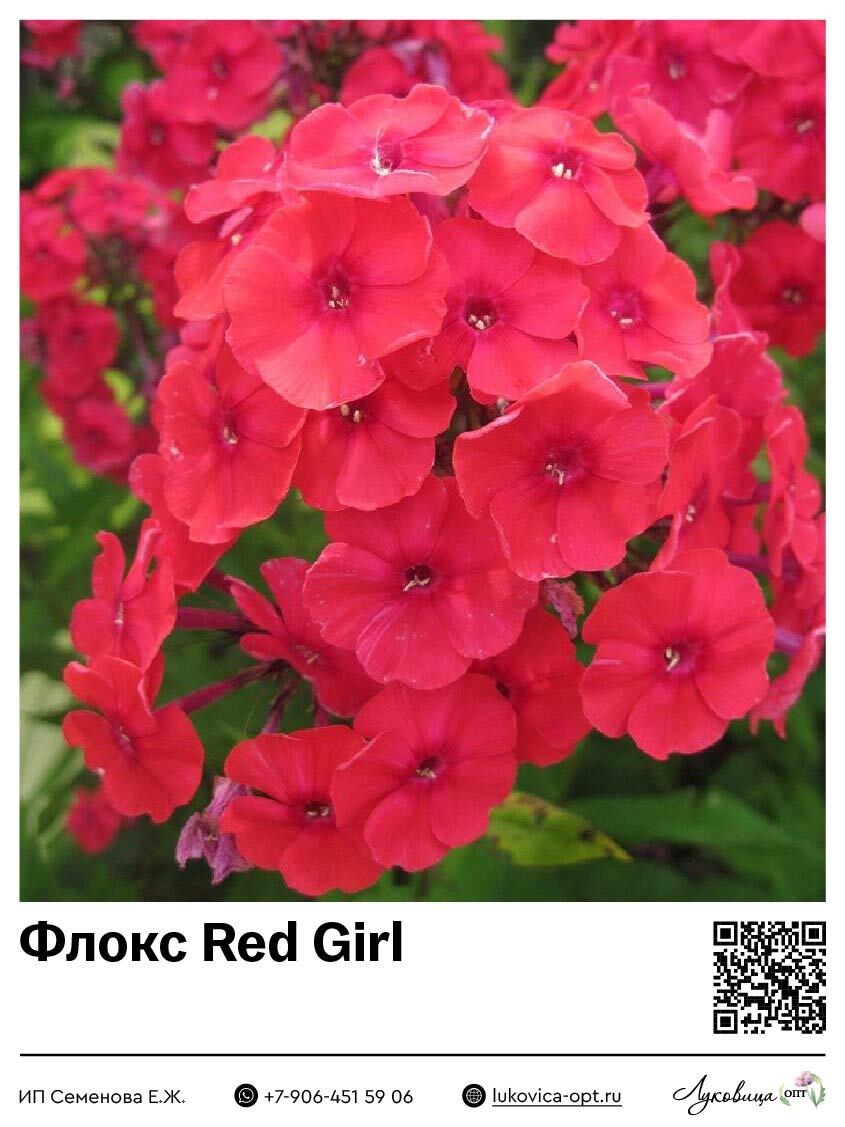 Флокс Red Girl (Метельчатый) 1 шт