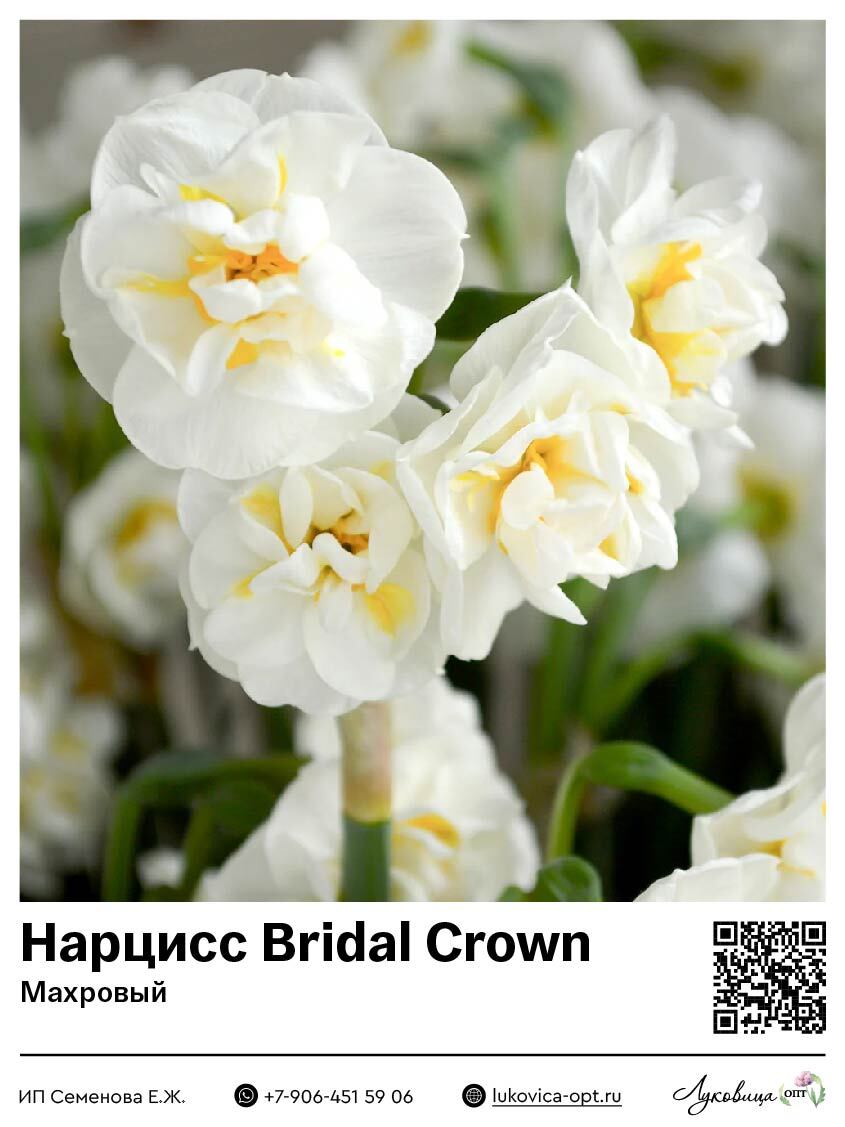 Нарцисс Bridal Crown (Махровый)