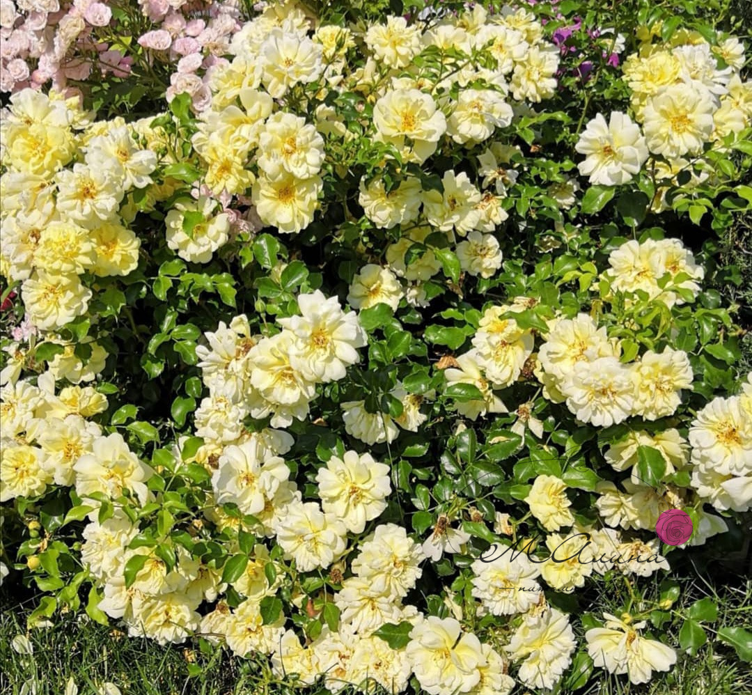 Сани Роуз ( Sunny Rose)