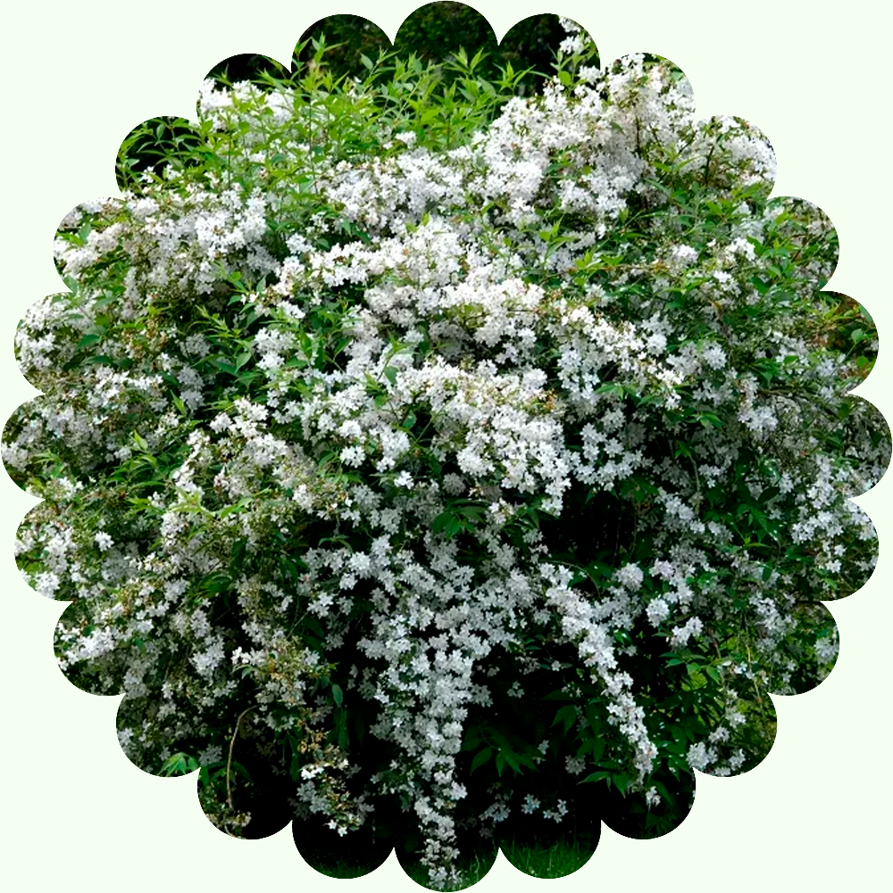 Дейция белая