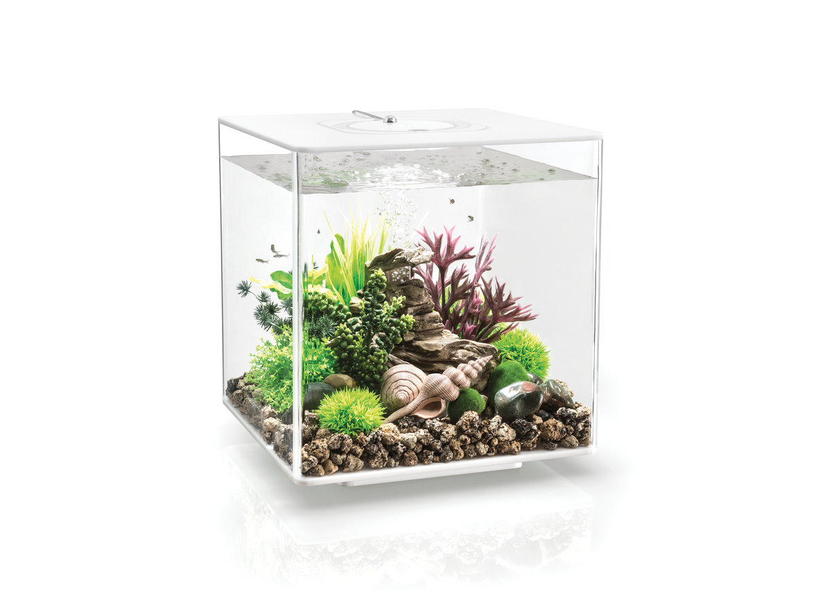 аквариум куб 60 литров оформление