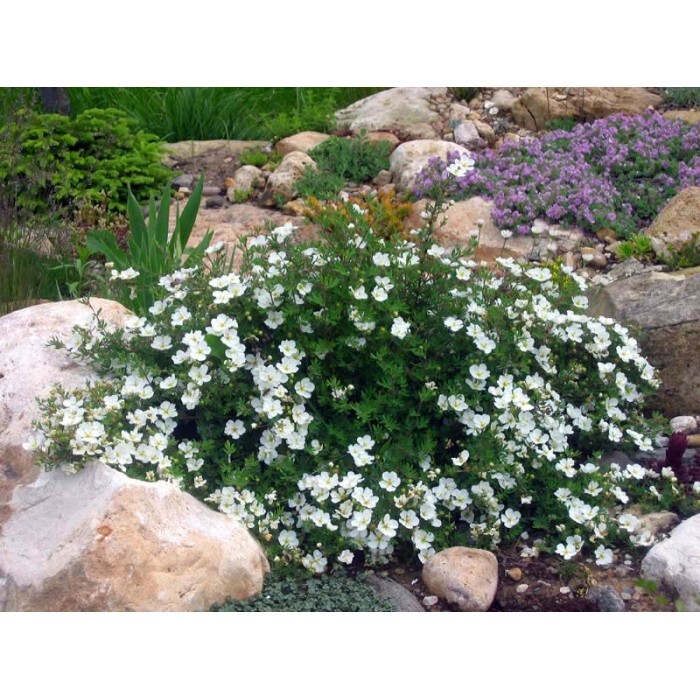 Лапчатка кустарниковая Abbotswood (курильский чай)