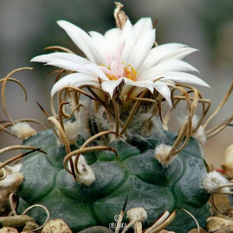 Seeds of Cactus Turbinicarpus macrochele v. kupackii TCG 3002 (Turbinicarpus macrochele v. kupackii TCG 3002) — 10 pcs