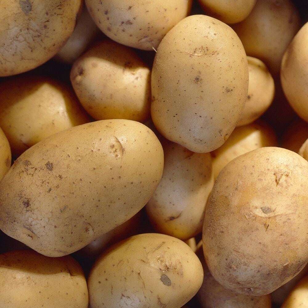 Зеленый картофель можно. Сорт Накра картофель. Сорт картофеля Латона. Картофель сорта Латона семенной. Сорт картофеля Потато.
