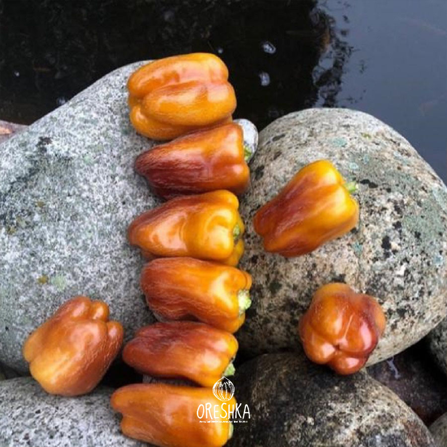 Violgo sweet pepper stuffed lilac cuboid shape ideal stuffing