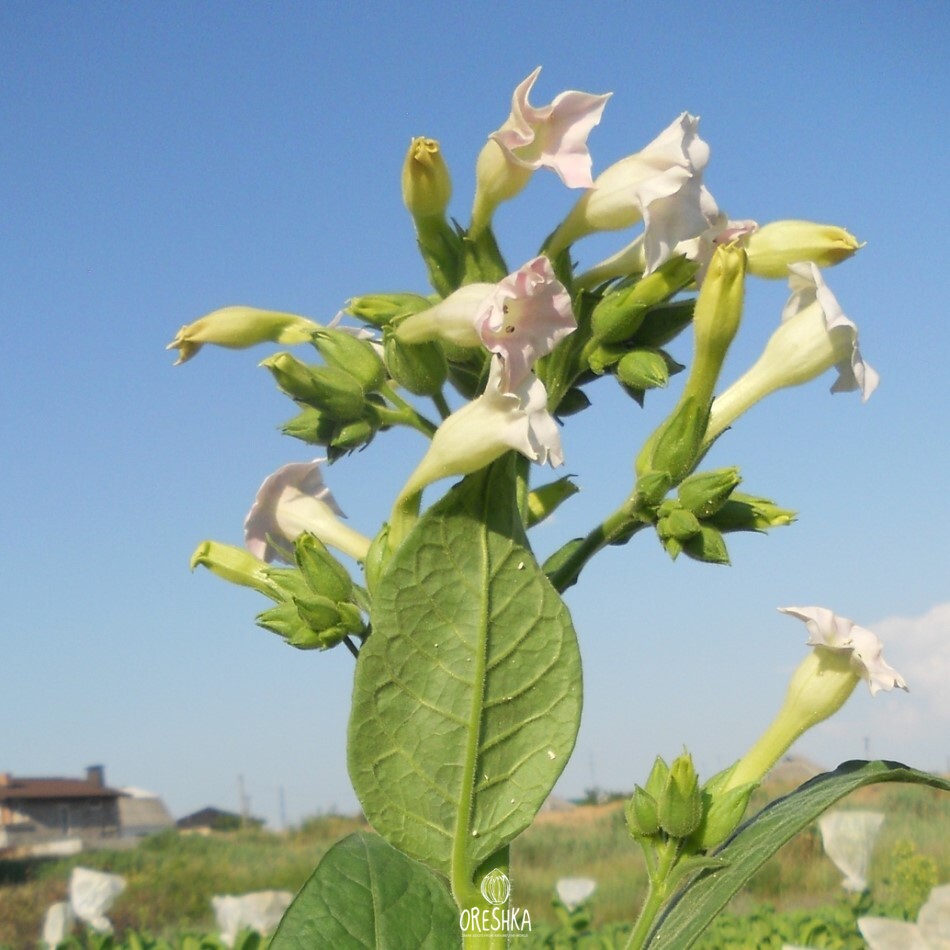 Seeds of Tobacco Samsun Abkhazian 135 (Nicotiana tabacum) — 300 pcs