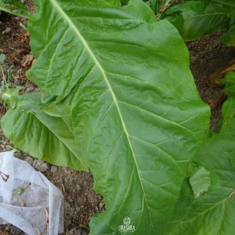 Seeds of Tobacco Vesta 64 (Virginia) (Nicotiana tabacum) — 300 pcs