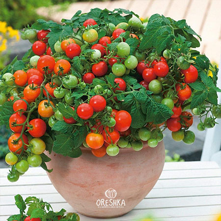 Seeds of Potted tomato Tiny Tim (solanum lycopersicum) — 10 pcs