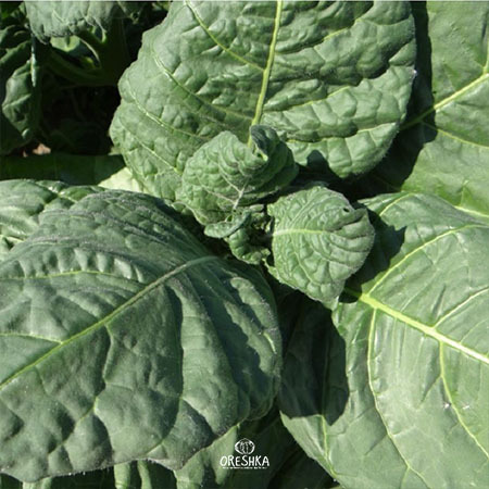 Seeds of Shag Soviet (Nicotiana tabacum) — 300 pcs
