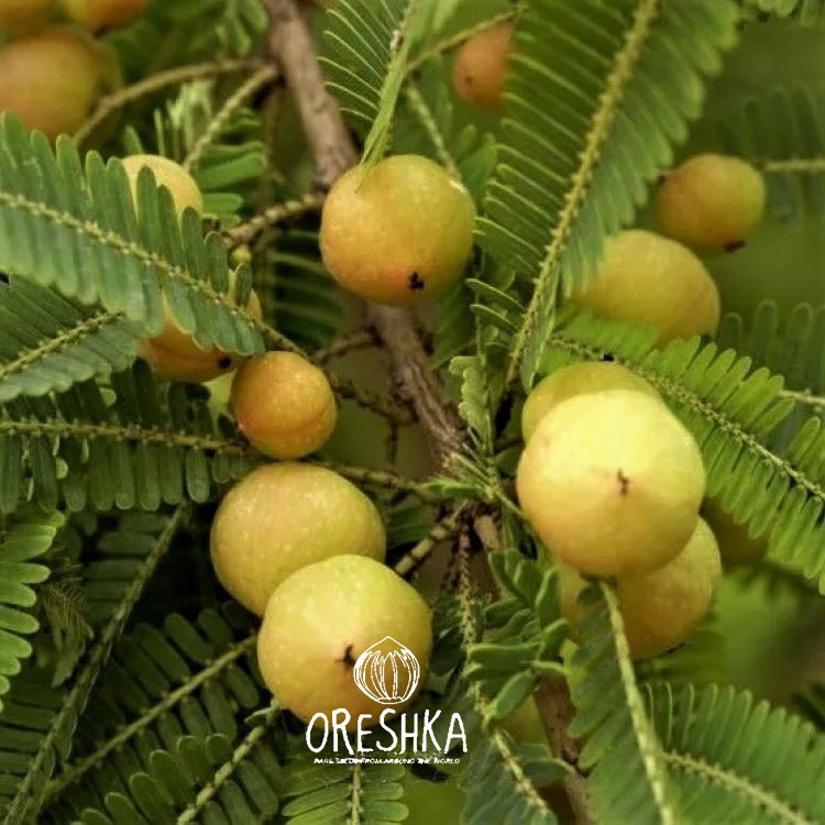 Seeds of Amla (Phyllanthus emblica) — 10 pcs