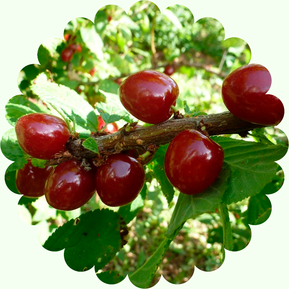 Вишня войлочная Диаманка