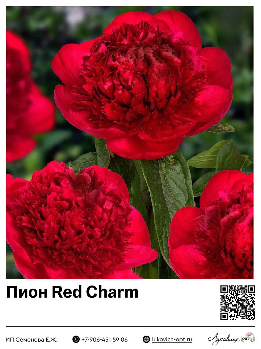Пион Red Charm