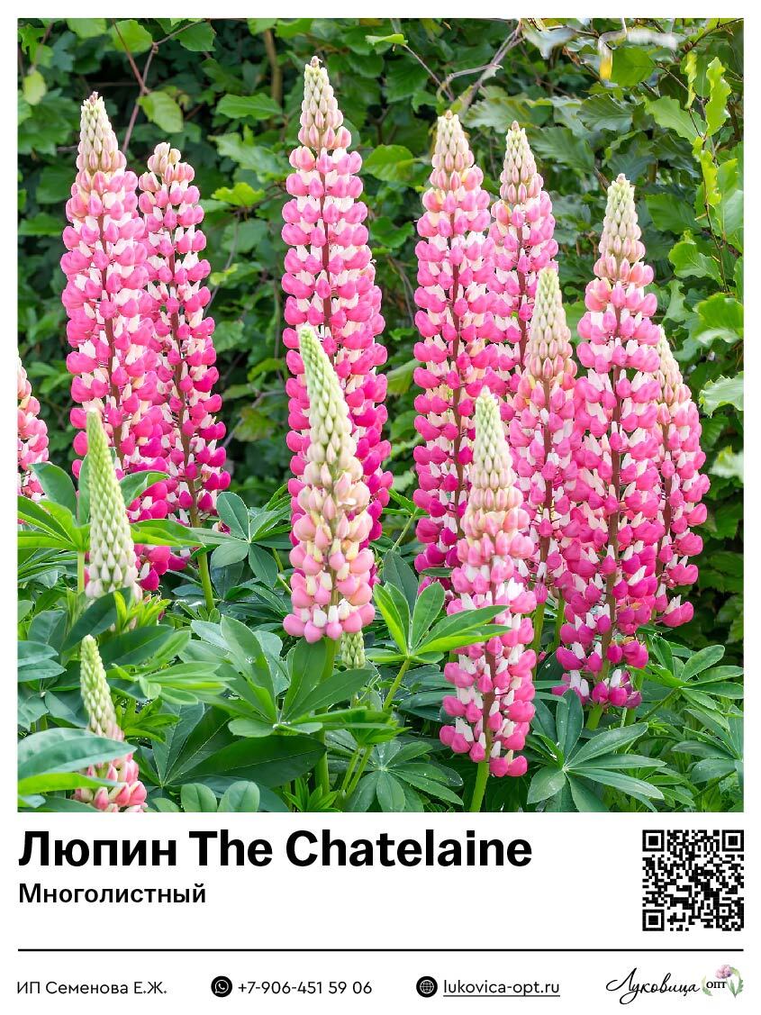 Люпин The Chatelaine (Многолистный) 2 шт