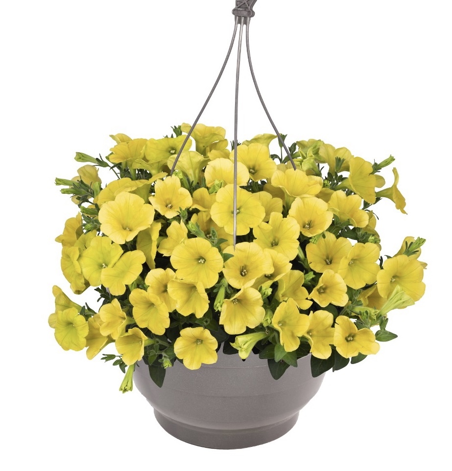 Петуния ампельная изи вейв еллоу. Петуния ампельная изи вейв еллоу. Петуния ампельная изи вейв йеллоу. Петуния easy wave yellow. Петуния канари еллоу.