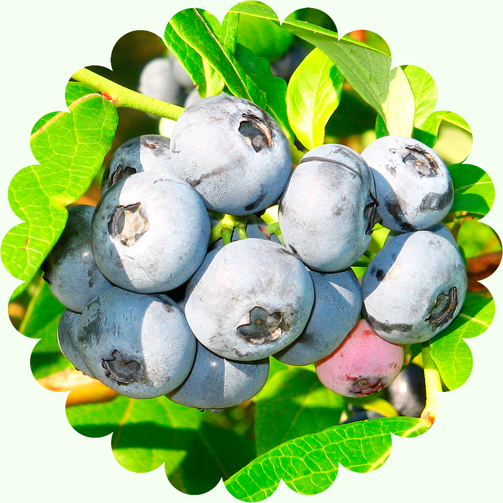 Голубика Дэнис Блю