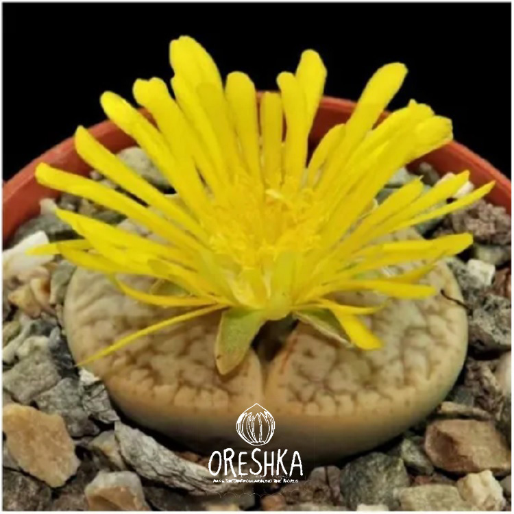 Seeds of Succulent Lithops pseudotruncatella mix (Lithops pseudotruncatella mix) — 10 pcs