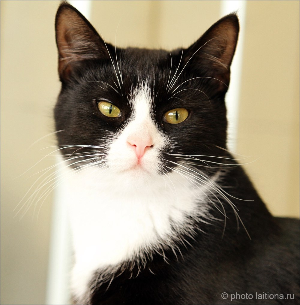 Животное фото 1