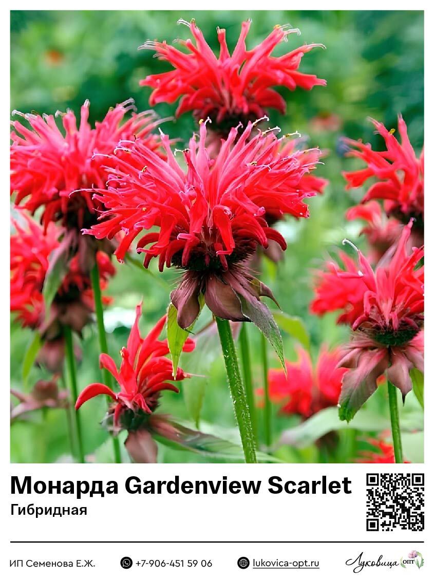 Монарда Gardenview Scarlet (Гибридная)