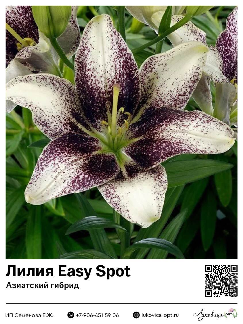 Лилия Easy Spot (Азиатский гибрид)