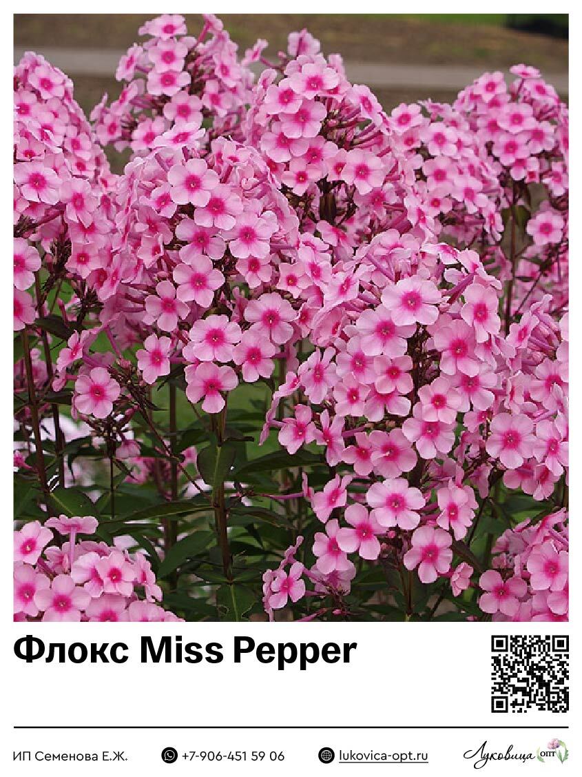 Флокс Miss Pepper (Метельчатый) 1 шт