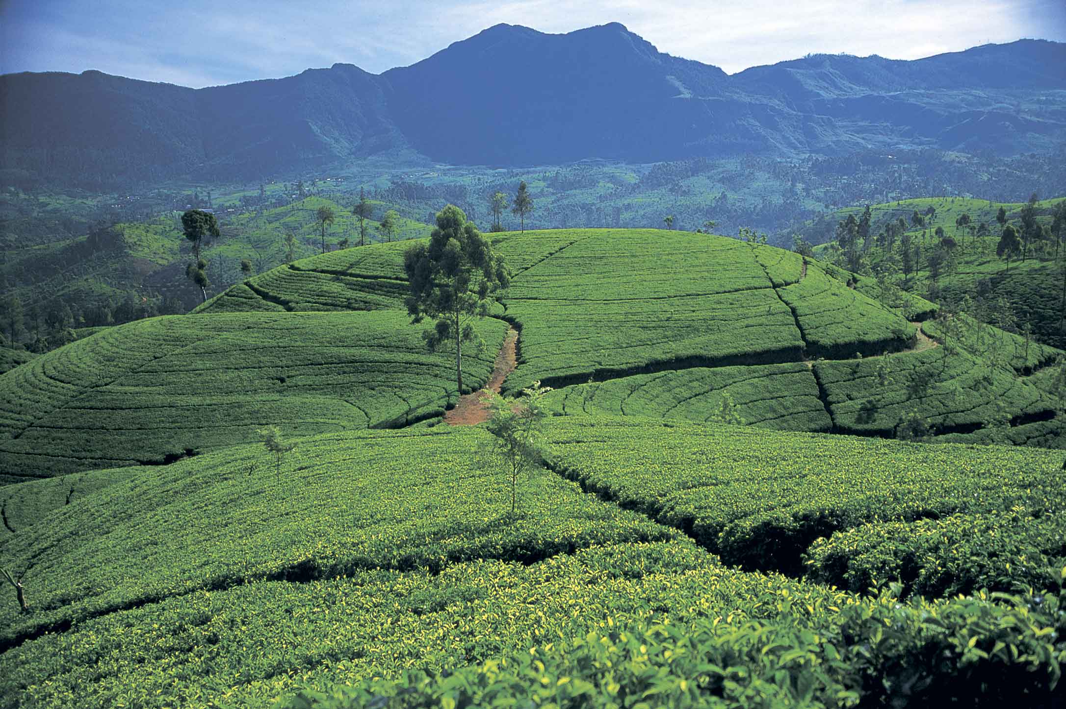 Шри ланка поля. Чайные плантации Нувара Элия. Чайные плантации Цейлона. Шри Ланка чайные плантации. Шри Ланка чайные плантации Нувара Элия.