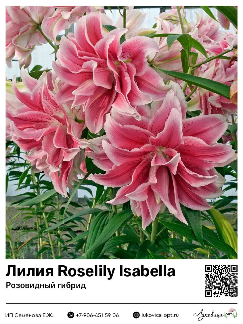 Лилия Roselily Isabella (Розовидный гибрид)