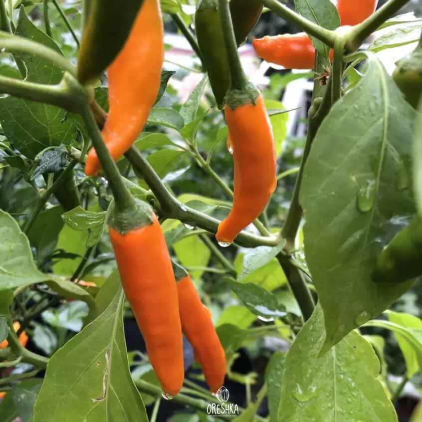 Seeds of Hot pepper Aji amarillo long (Capsicum) — 5 pcs